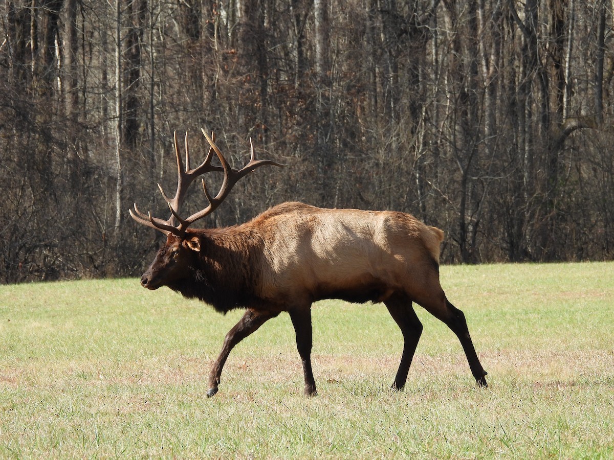 Animals - ML645859260