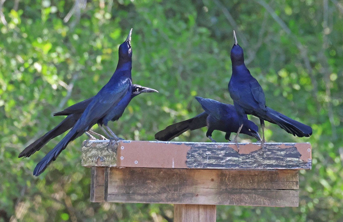 Great-tailed Grackle (Great-tailed) - ML645859262