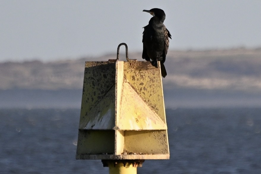 Great Cormorant - ML645859267