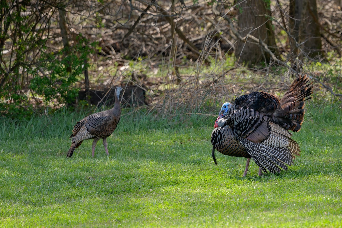 Wild Turkey - ML645859280