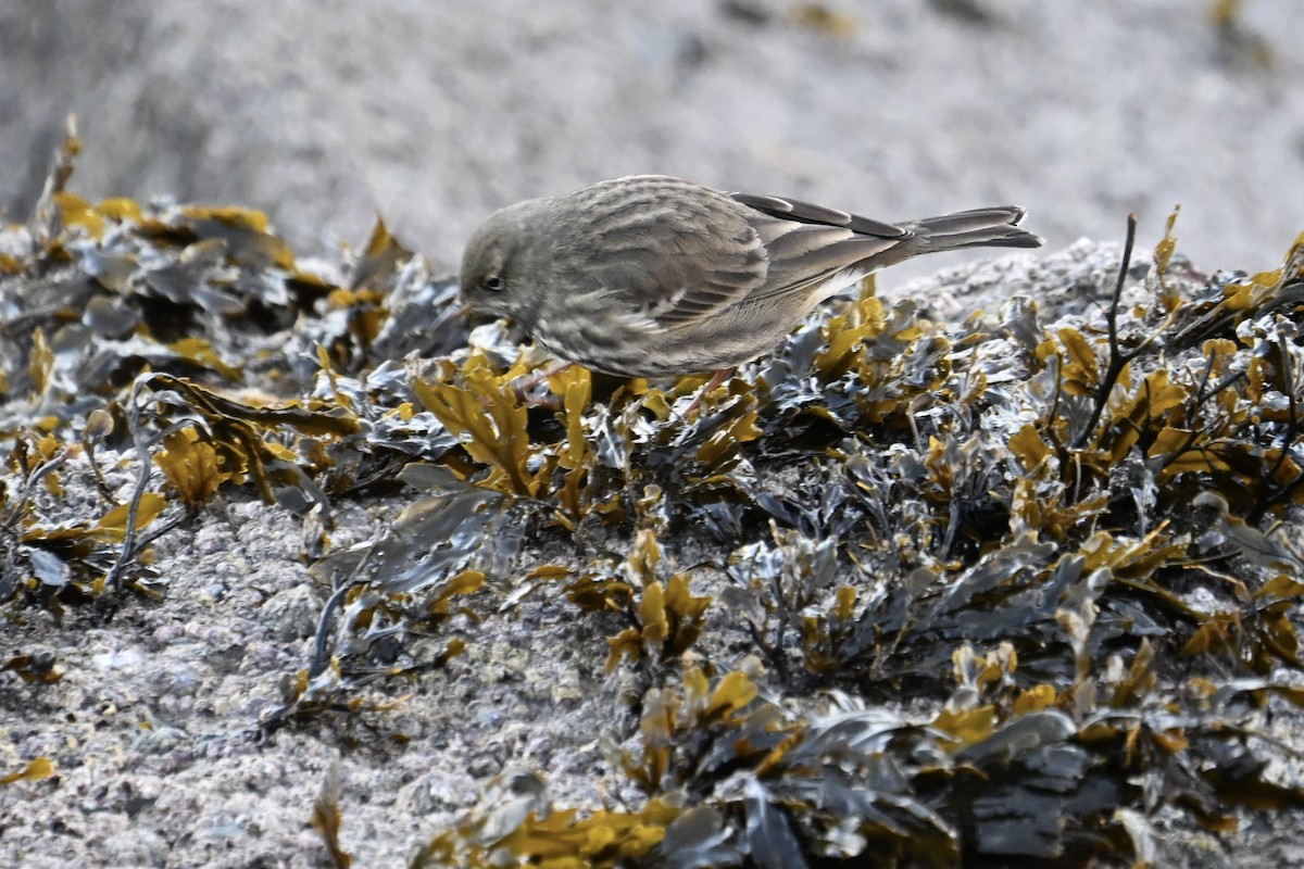 Rock Pipit - ML645859283