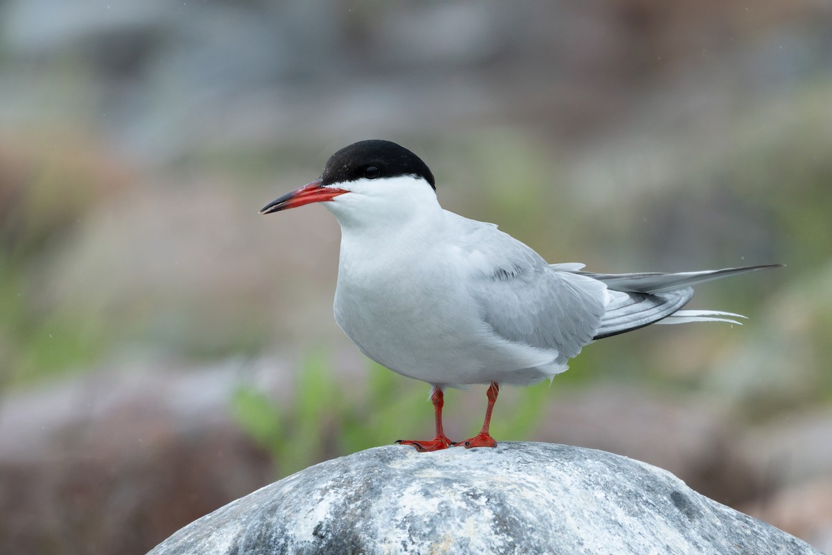 Common Tern - ML645859299
