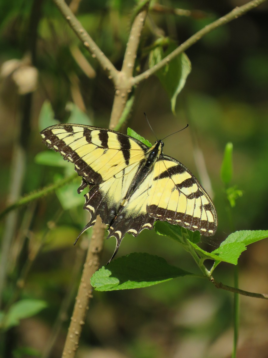 Eastern Tiger Swallowtail - ML645859311