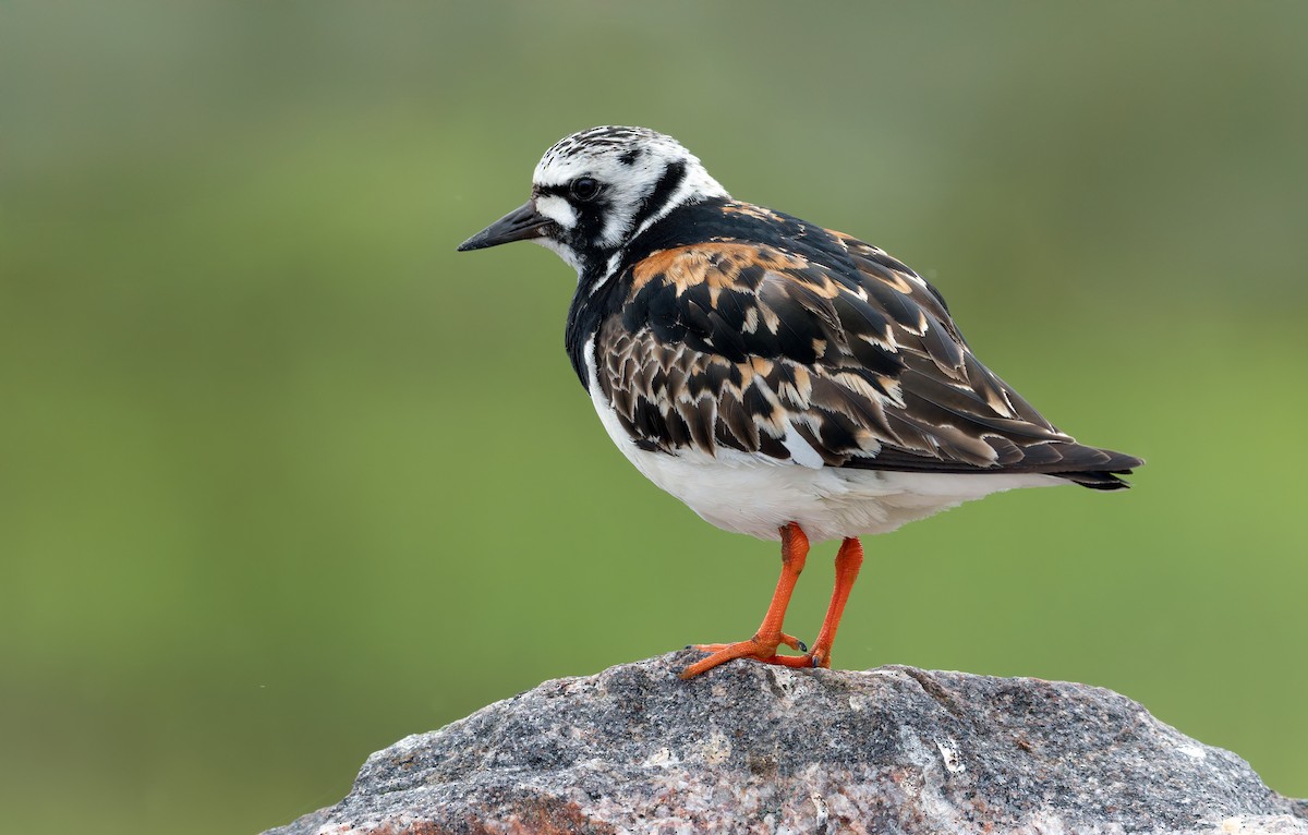 Ruddy Turnstone - ML645859312