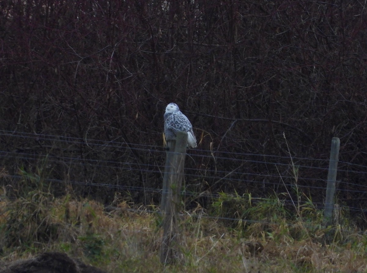 Snowy Owl - ML645859320