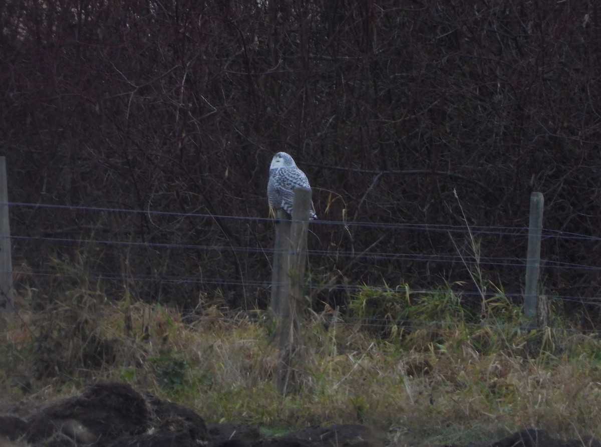 Snowy Owl - ML645859321