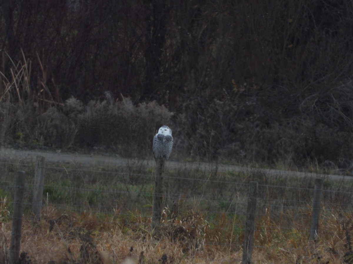 Snowy Owl - ML645859322