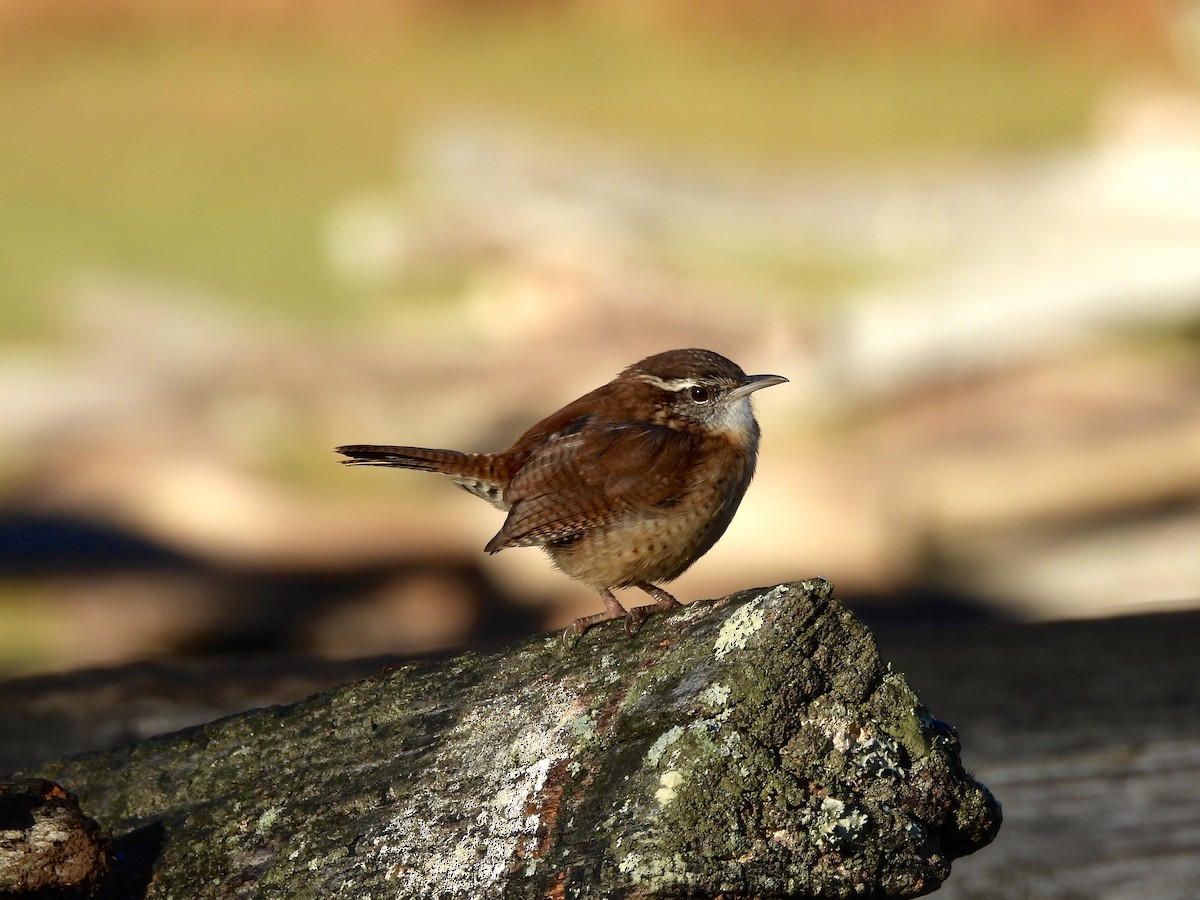 Carolina Wren - ML645859329