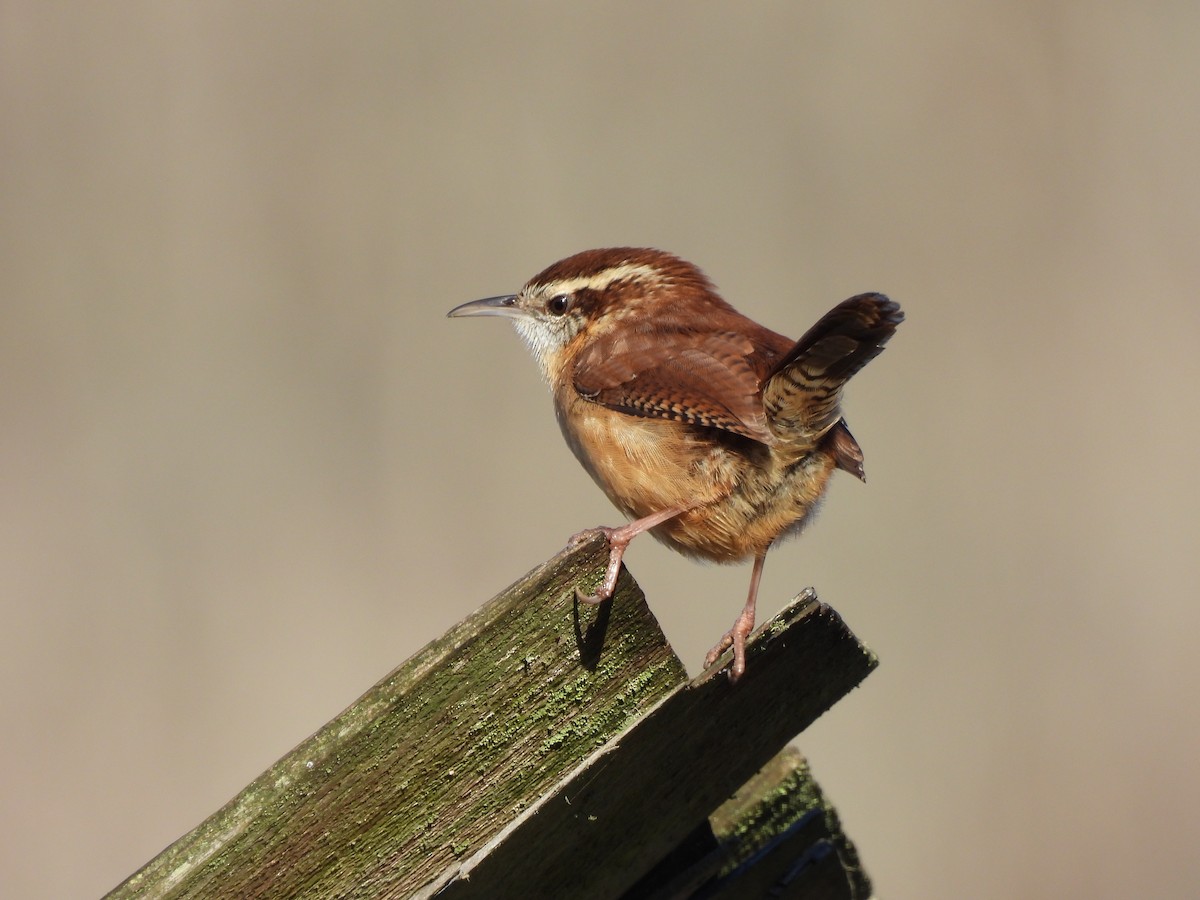 Carolina Wren - ML645859330