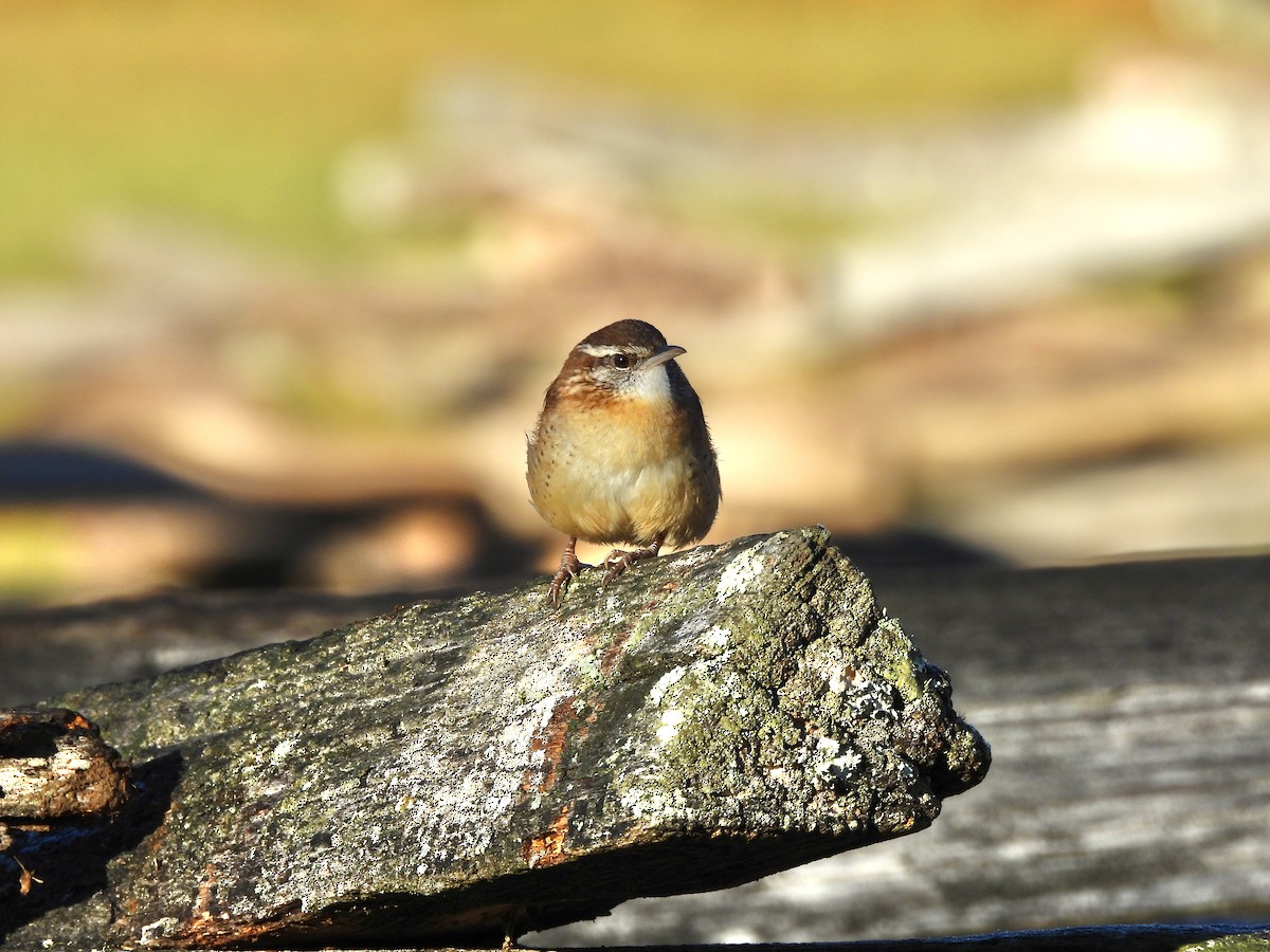 Carolina Wren - ML645859331