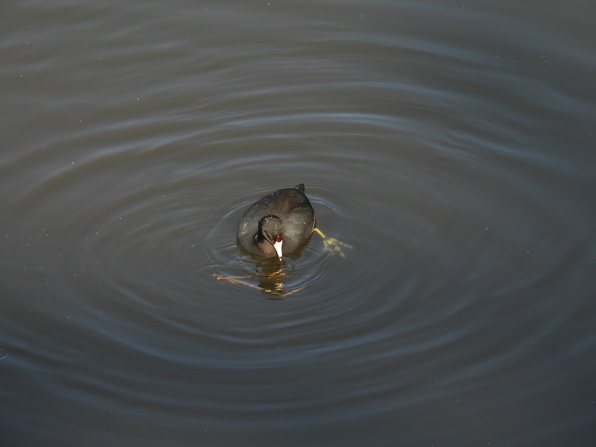 American Coot - ML645859332