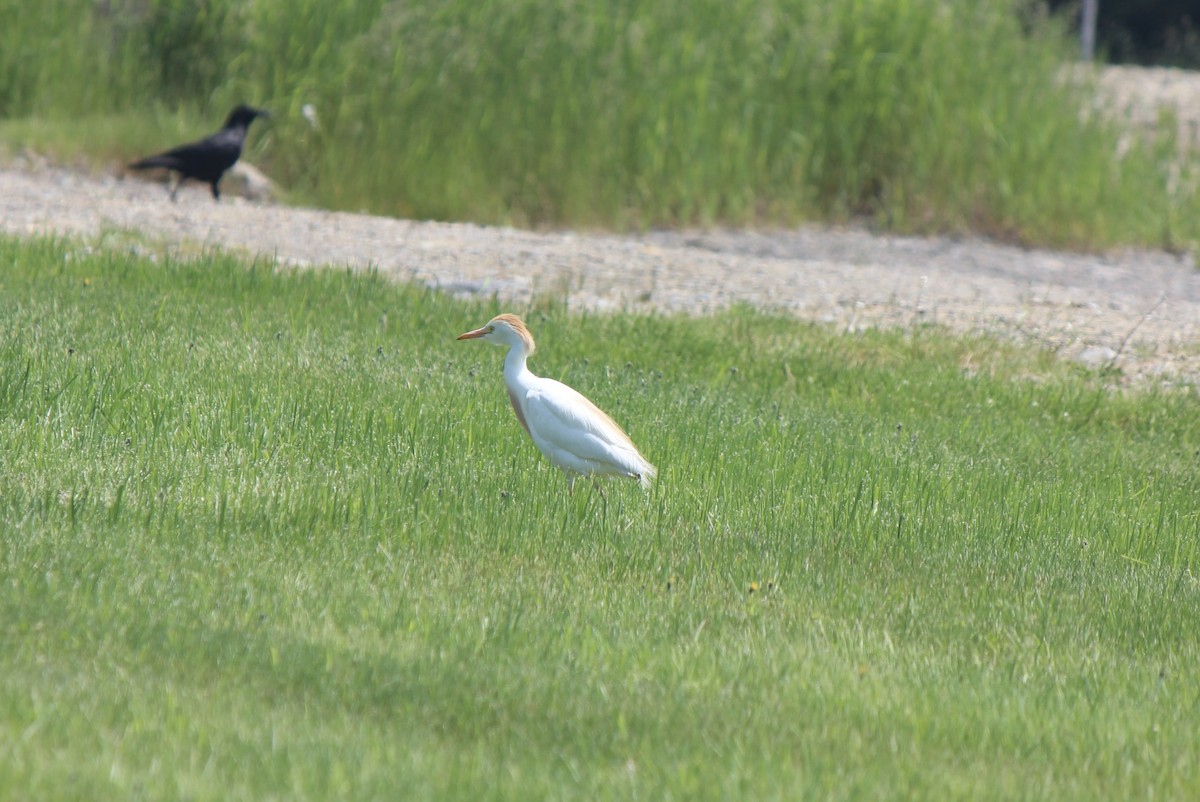 Western Cattle-Egret - ML645859336