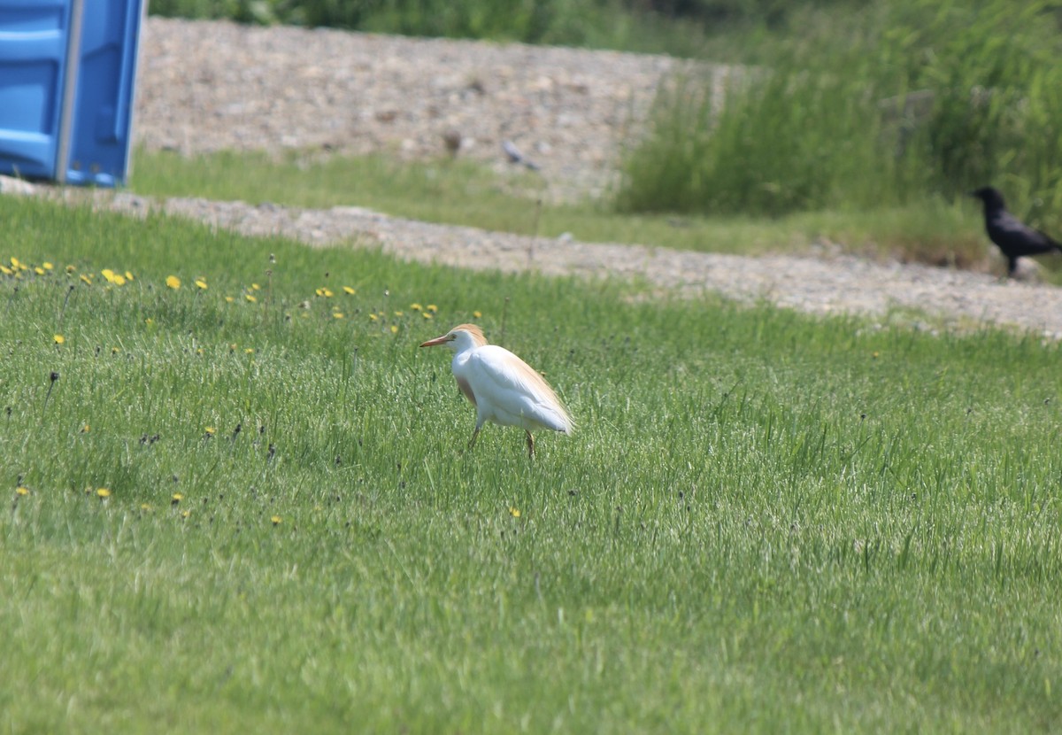 Western Cattle-Egret - ML645859337