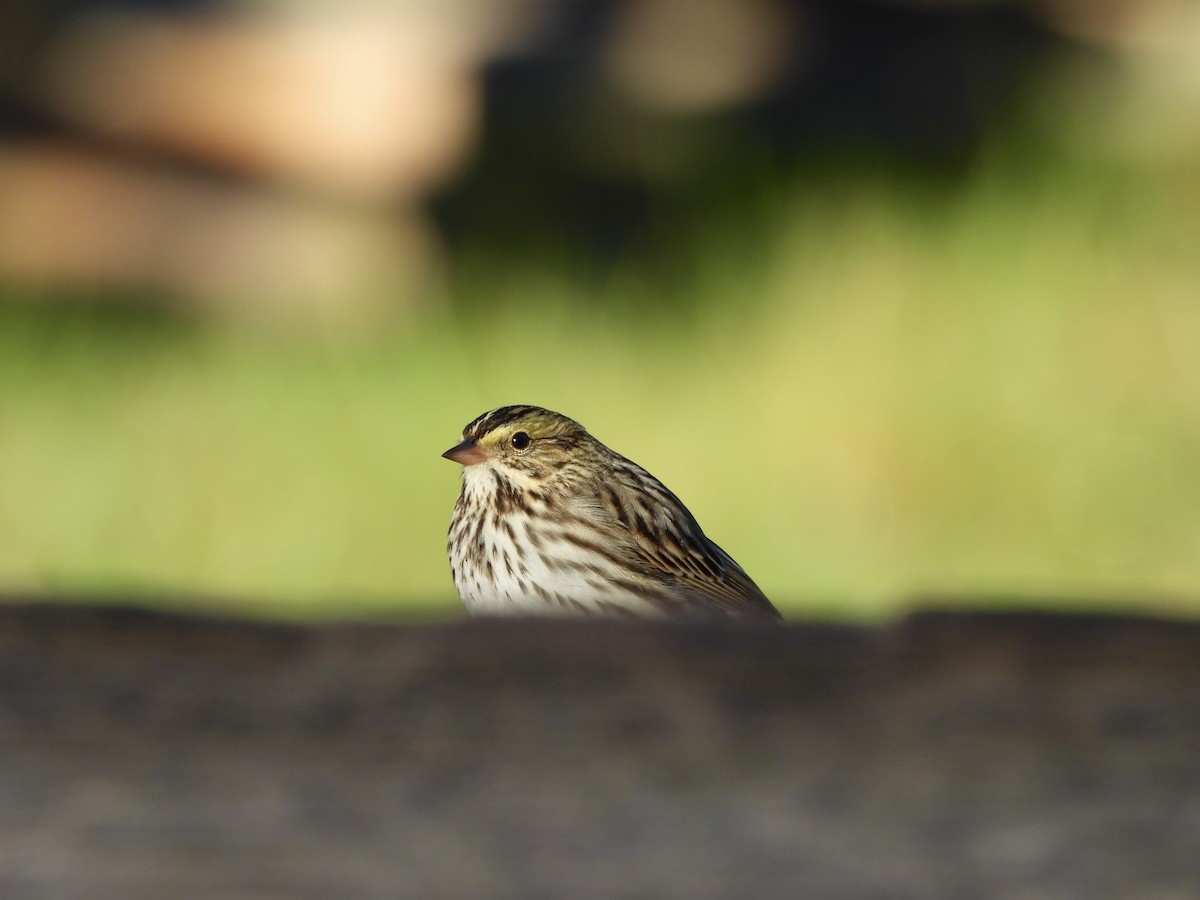 Savannah Sparrow - ML645859340