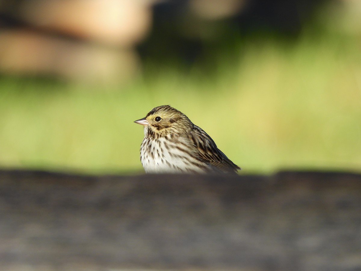 Savannah Sparrow - ML645859341