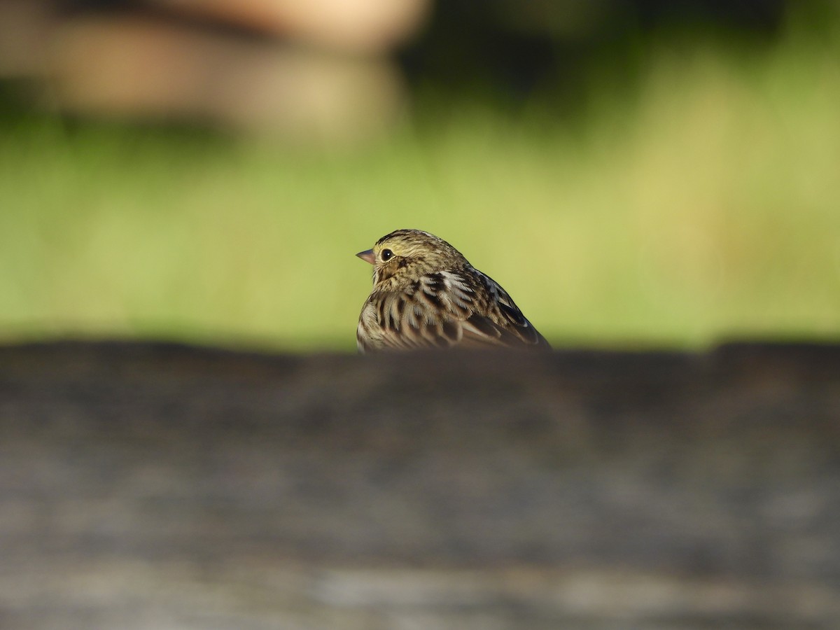 Savannah Sparrow - ML645859342