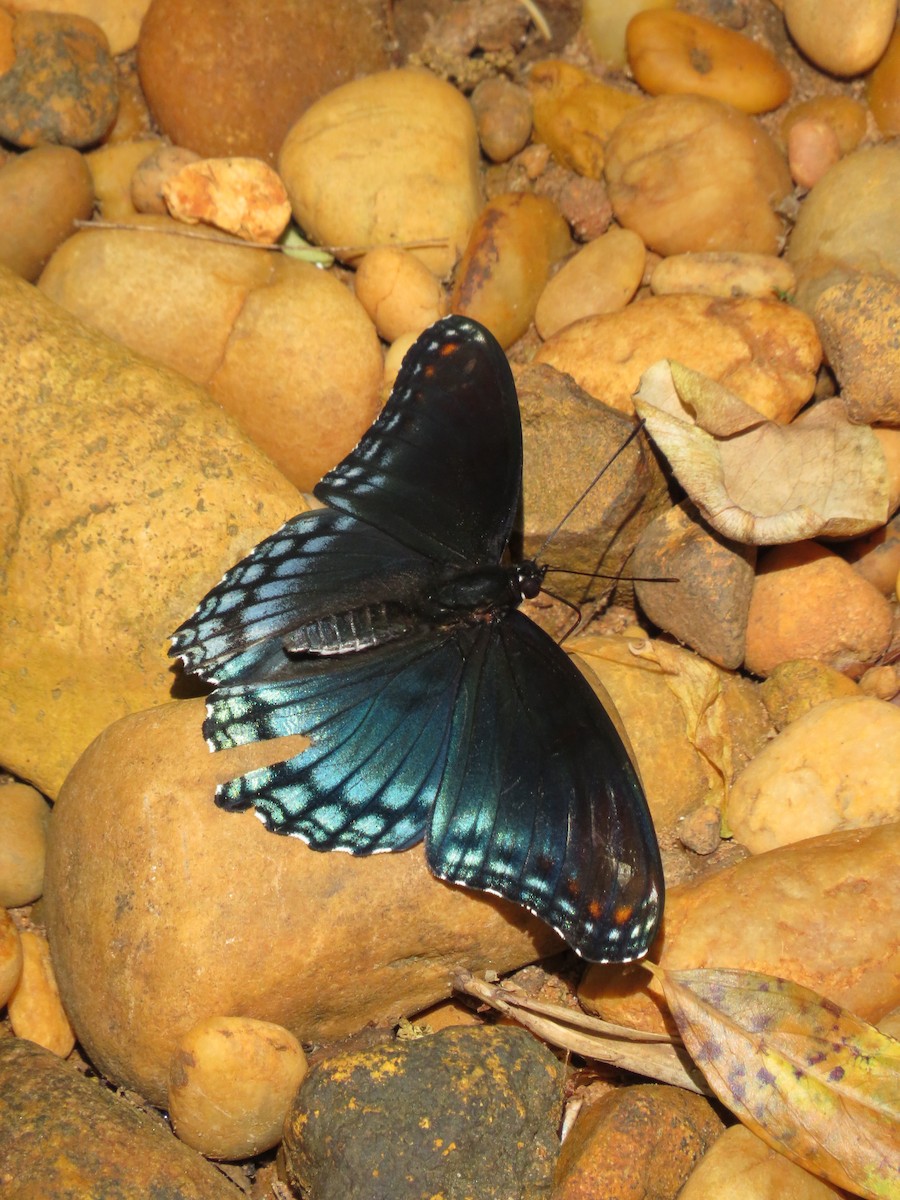 Red-spotted Admiral - ML645859345