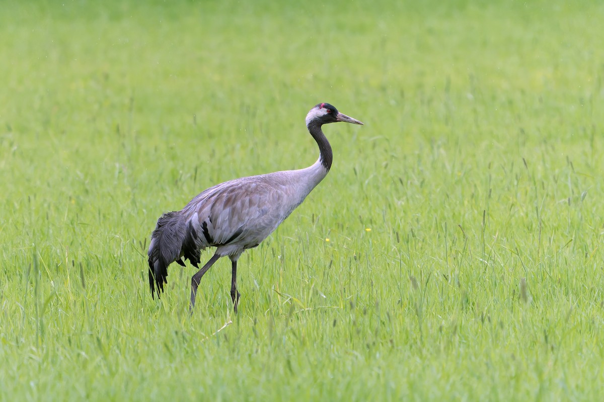 Common Crane - ML645859346