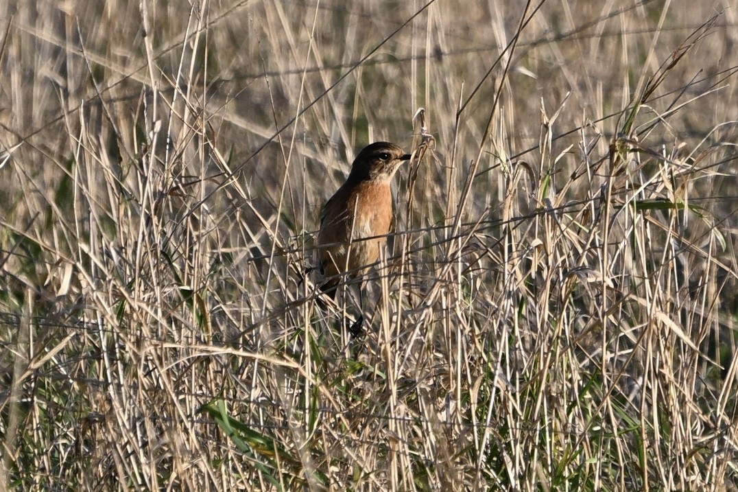European Stonechat - ML645859367