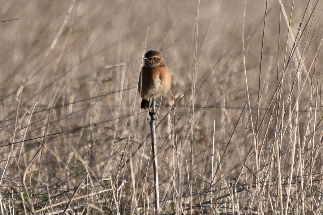 European Stonechat - ML645859368