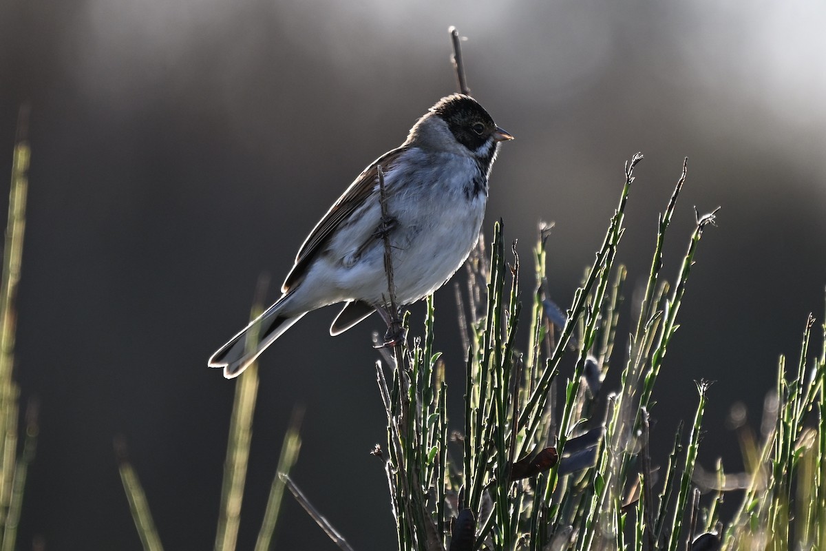 Reed Bunting - ML645859373