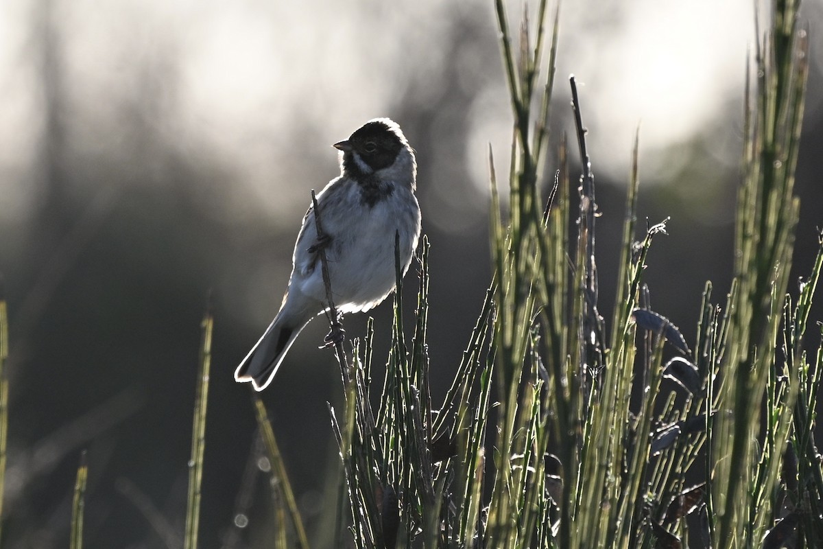Reed Bunting - ML645859374