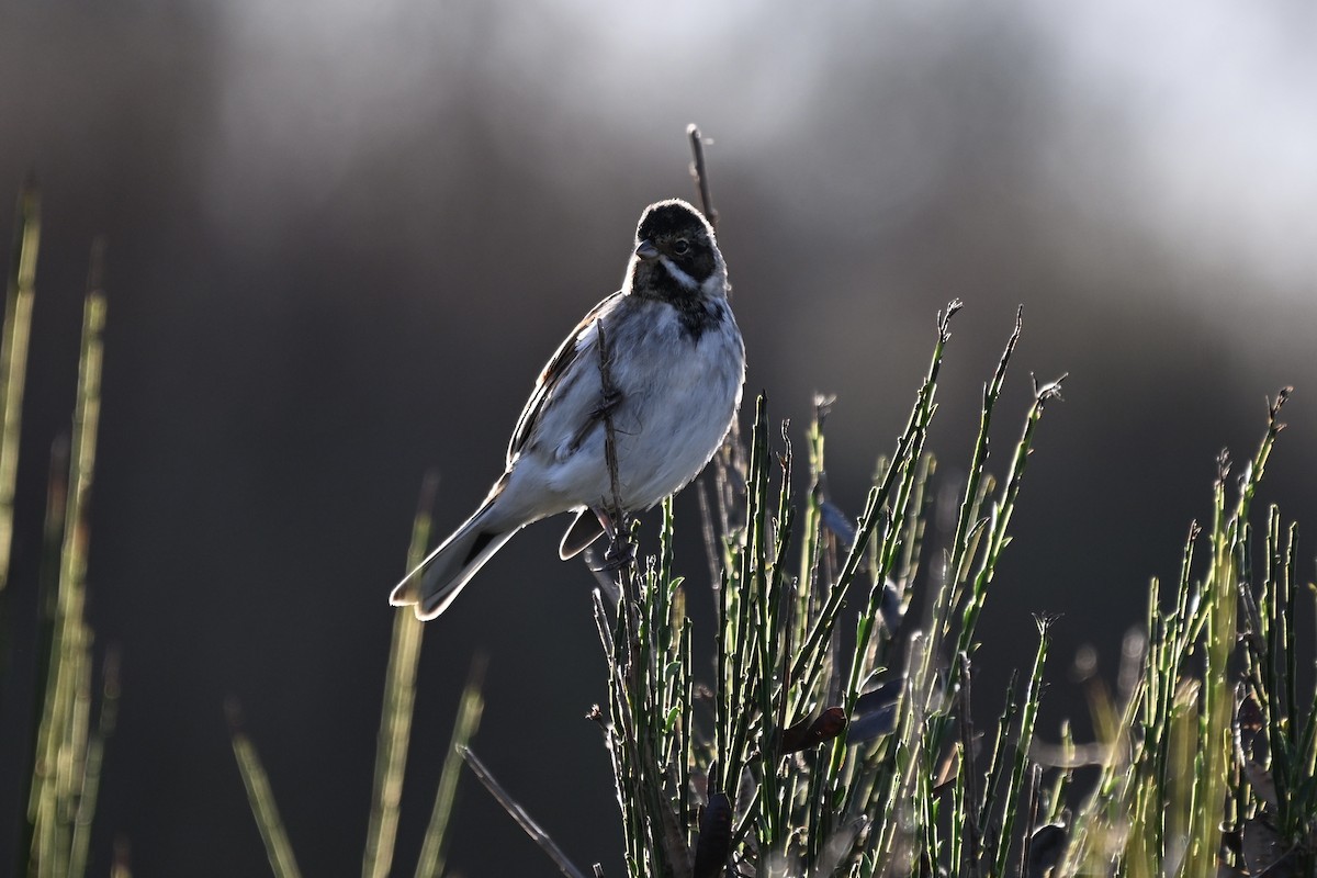 Reed Bunting - ML645859375