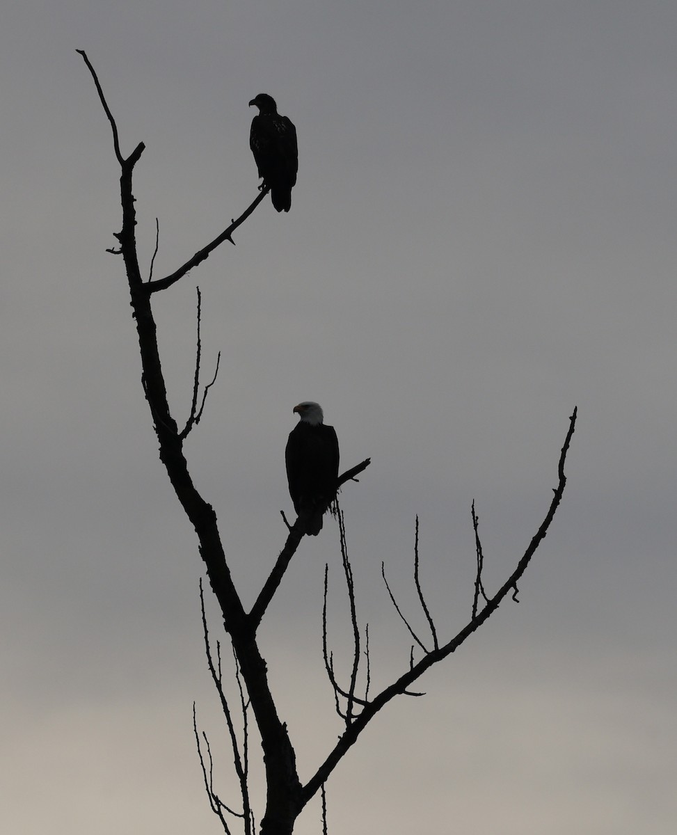 Bald Eagle - ML645859376