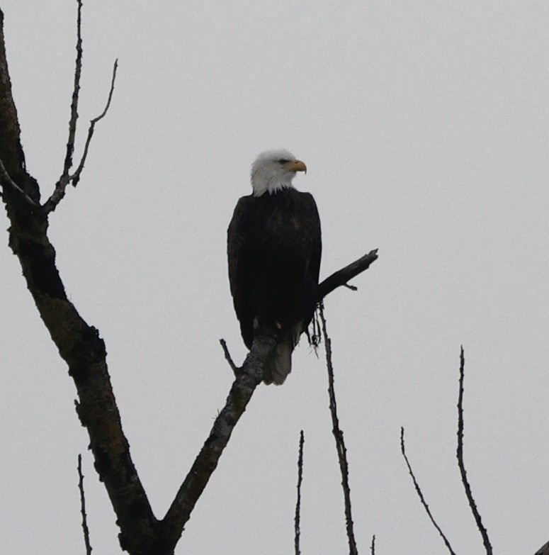 Bald Eagle - ML645859377