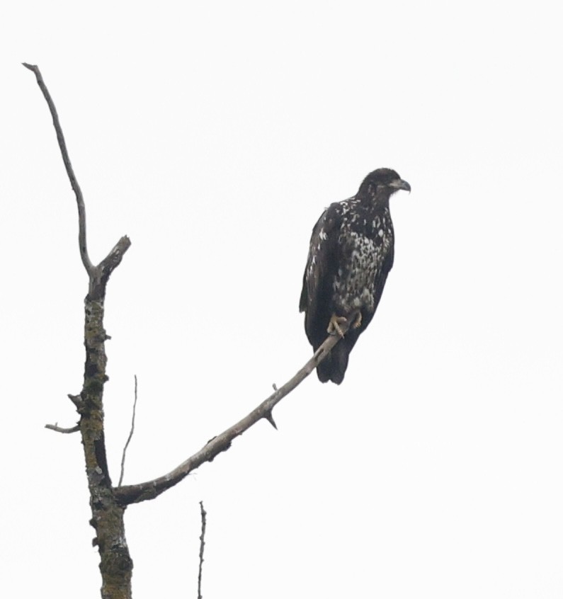 Bald Eagle - ML645859378