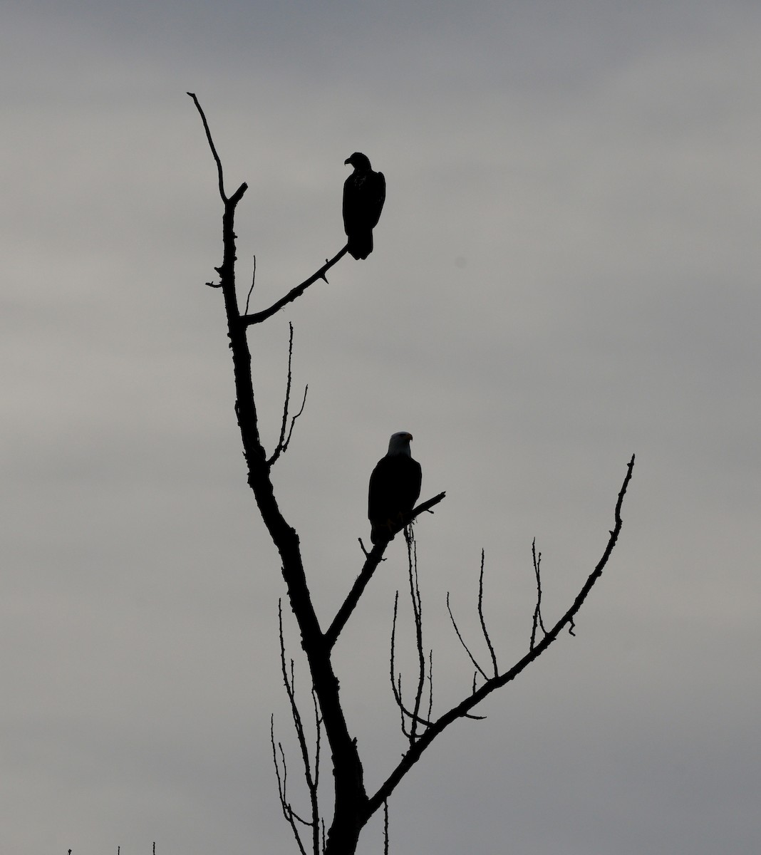 Bald Eagle - ML645859379