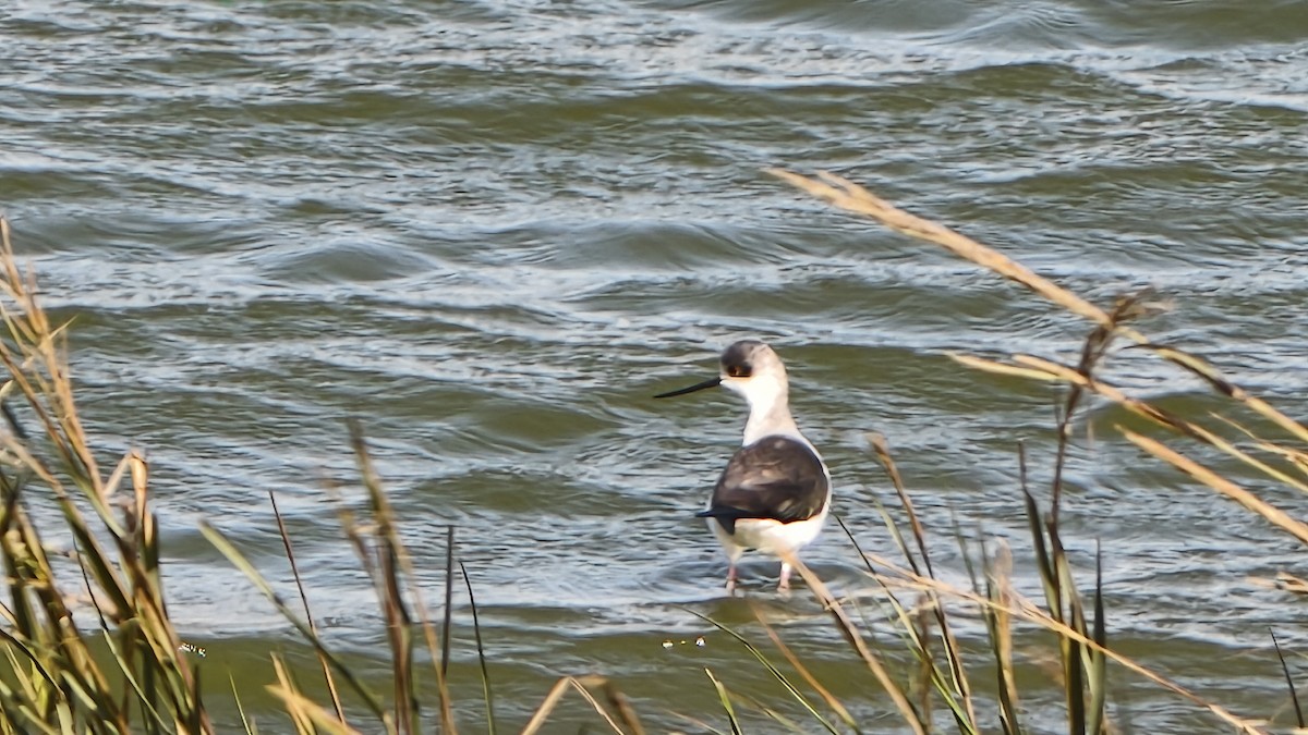 Zankaluze eurasiarra - ML645859381