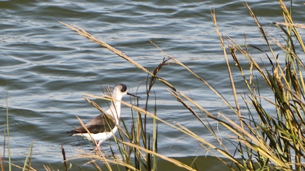 Zankaluze eurasiarra - ML645859382