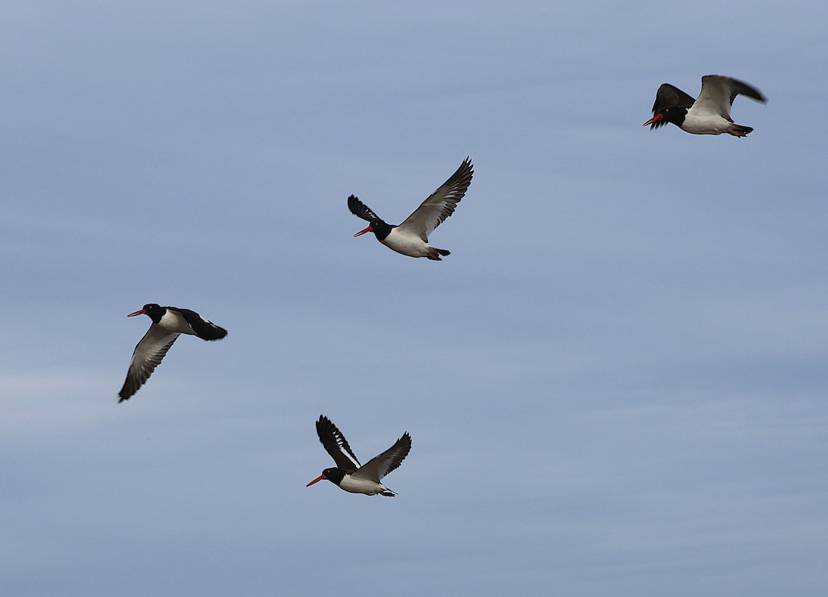 American Oystercatcher - ML645859387