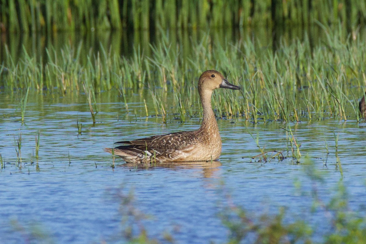 Northern Pintail - ML645859392