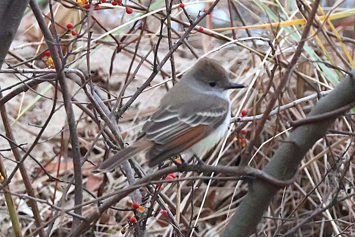 Ash-throated Flycatcher - ML645859399