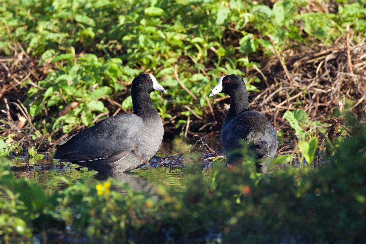 American Coot - ML645859404