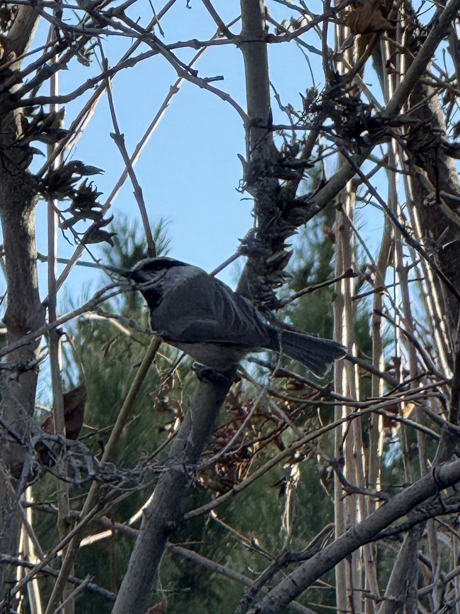 Mountain Chickadee - ML645859406