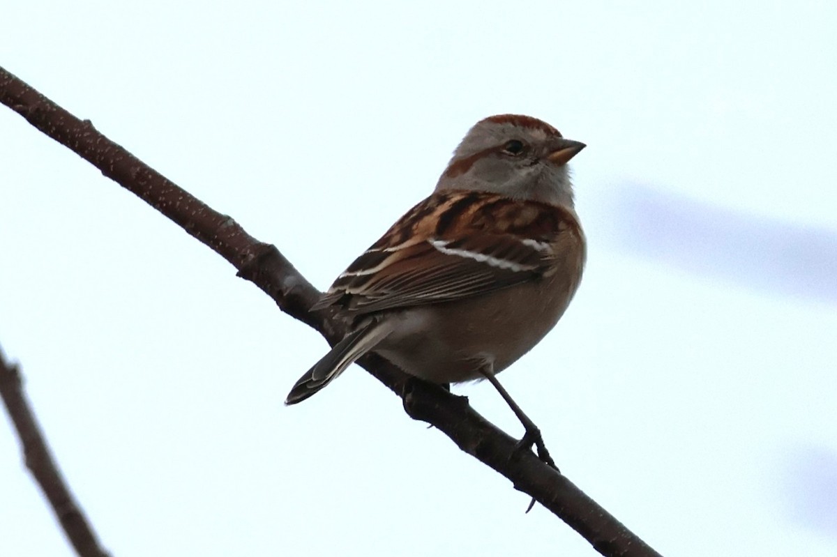 American Tree Sparrow - ML645859407