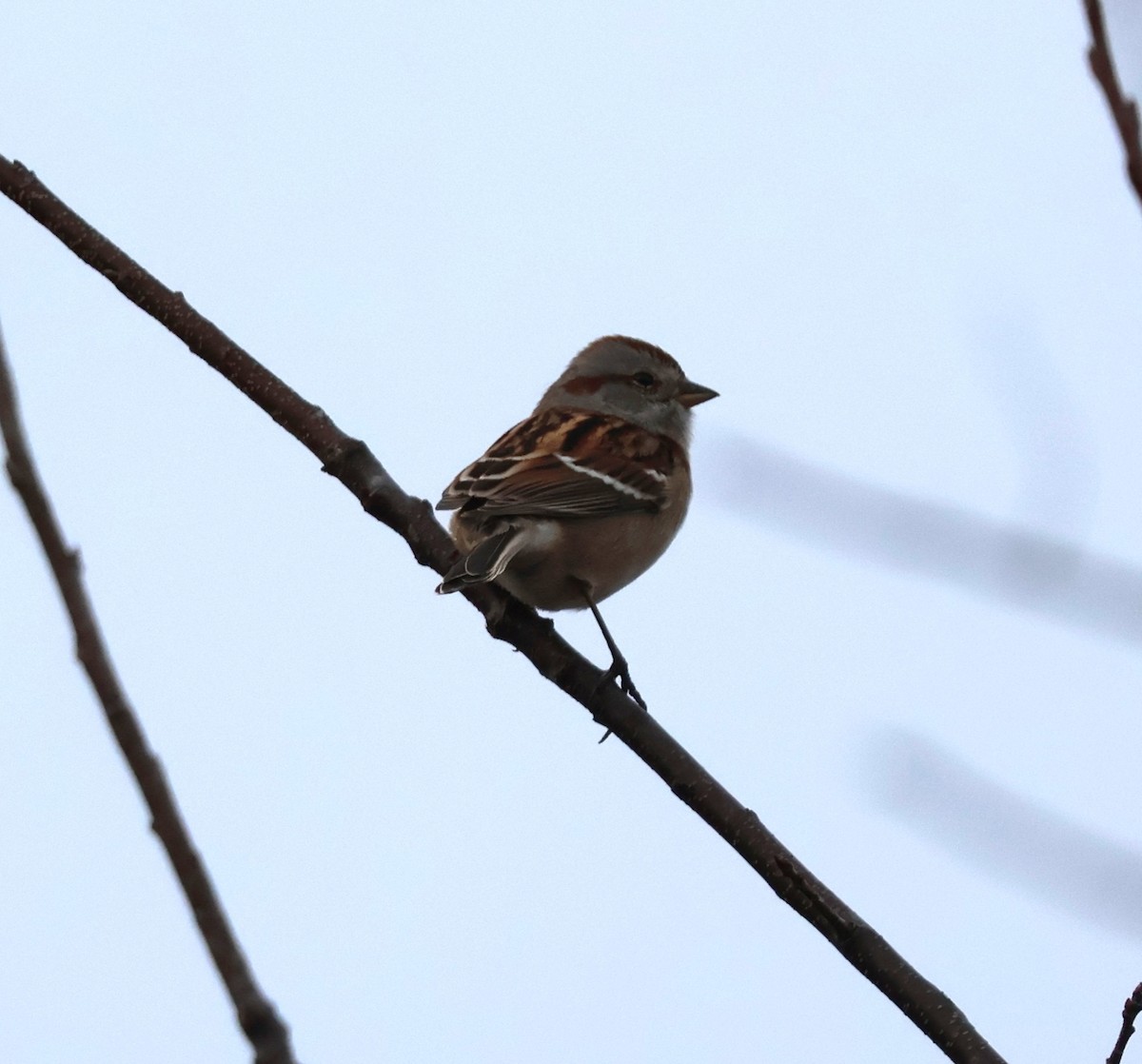 American Tree Sparrow - ML645859408