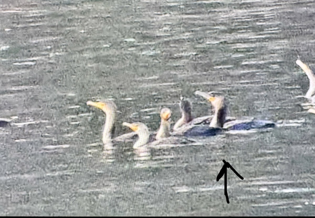 Great Cormorant - ML645859409