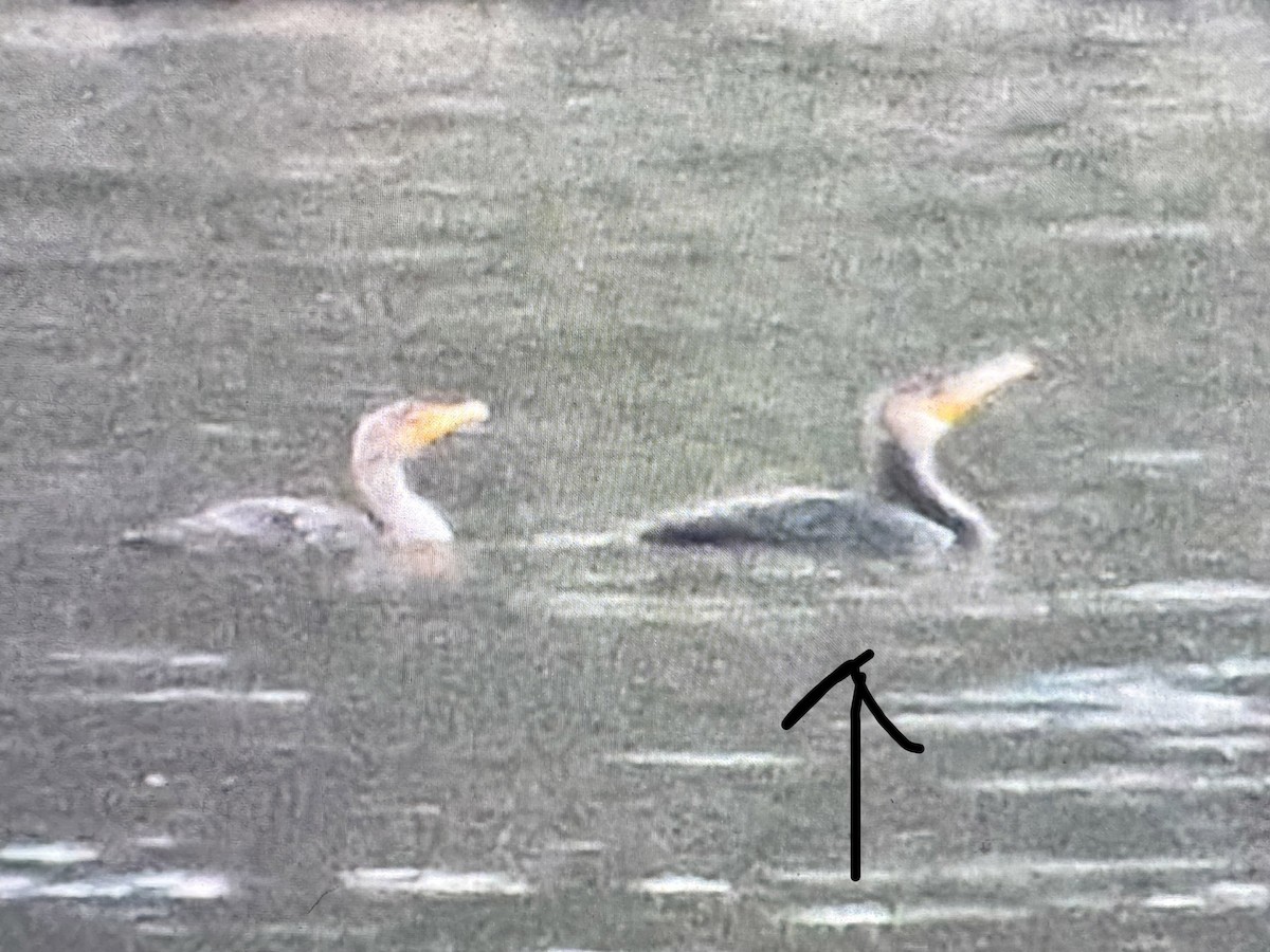 Great Cormorant - ML645859410