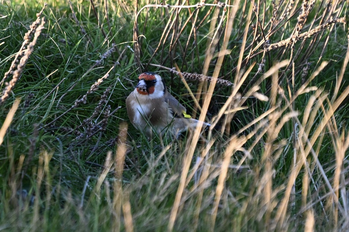 European Goldfinch - ML645859411