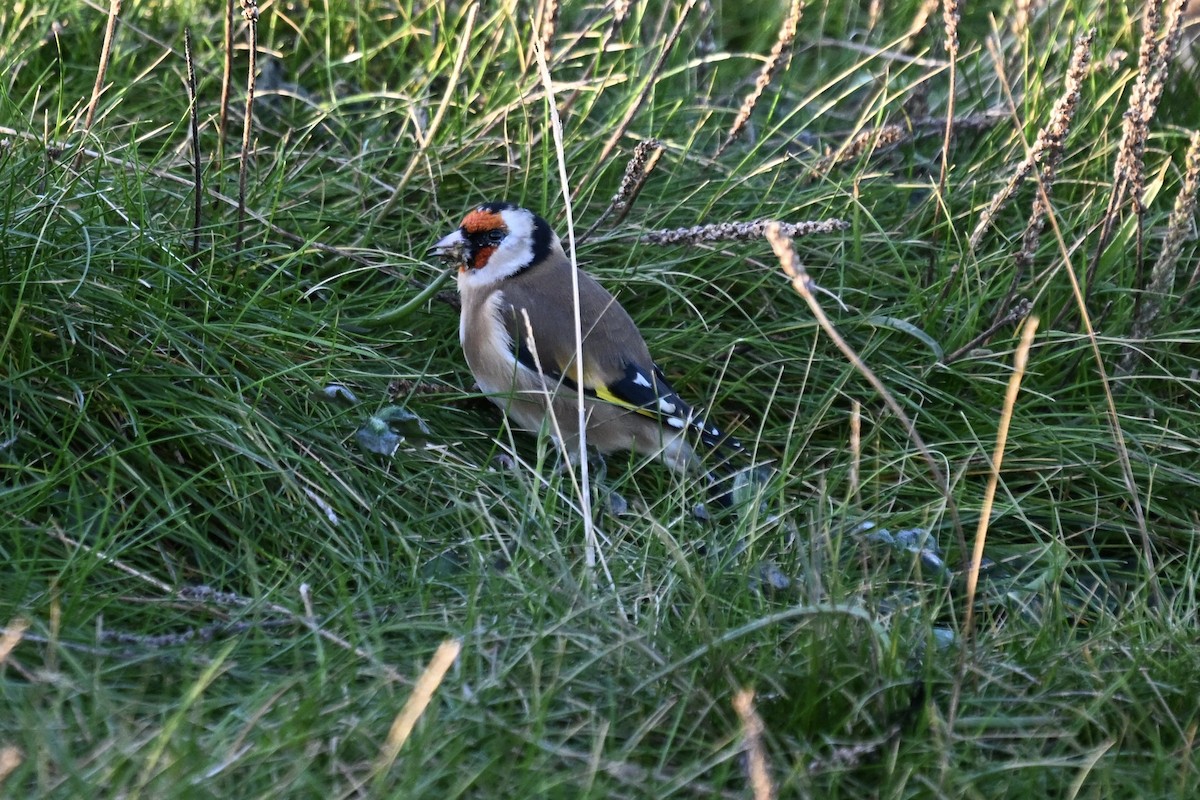 European Goldfinch - ML645859412