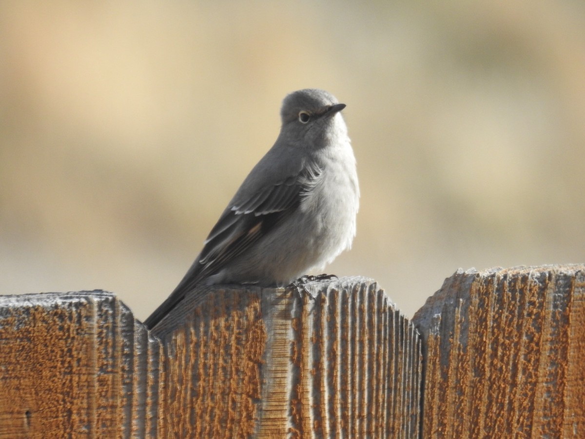 Townsend's Solitaire - ML645859415