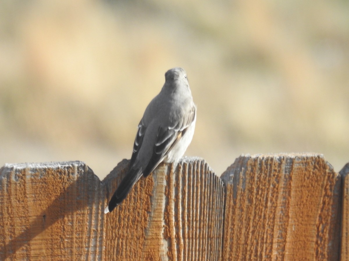 Townsend's Solitaire - ML645859416