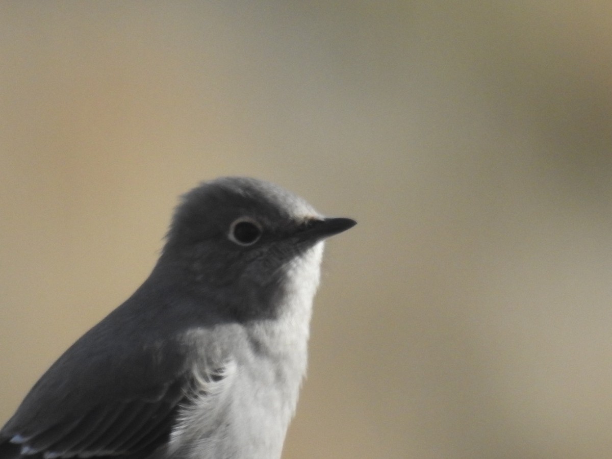 Townsend's Solitaire - ML645859417