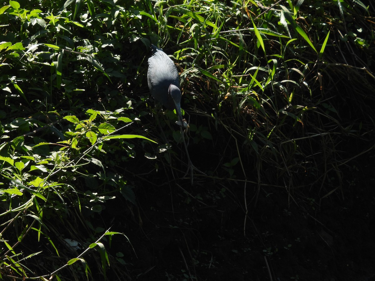 Little Blue Heron - ML645859418