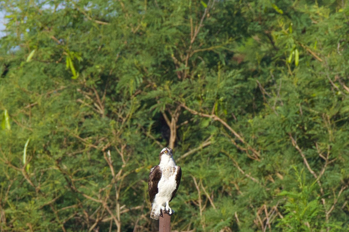 Osprey - ML645859419