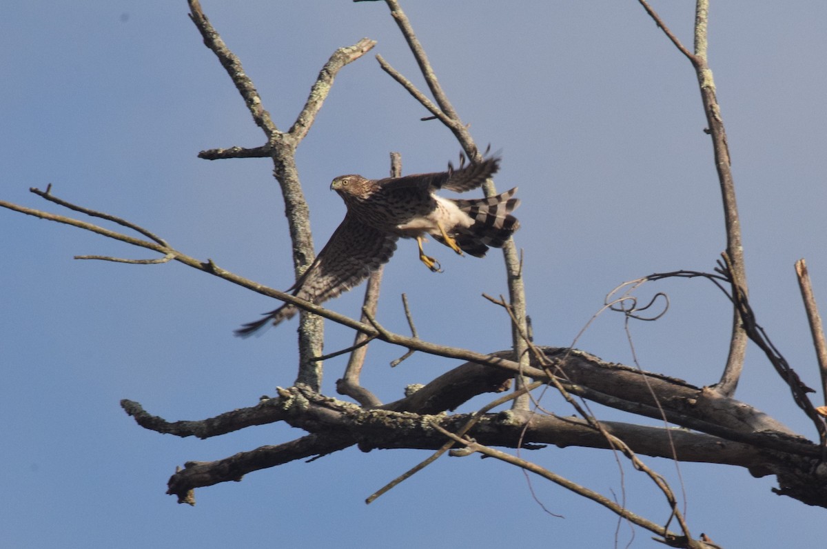 Cooper's Hawk - ML645859421